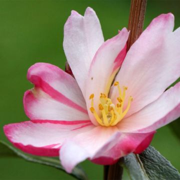 Camellia sasanqua Stars'n Stripes