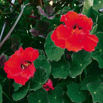 Nasturzio Red wonder
