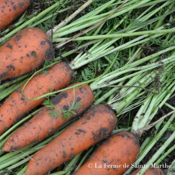 Carota Colmar a cuore rosso 2 Bio - Ferme de Sainte Marthe