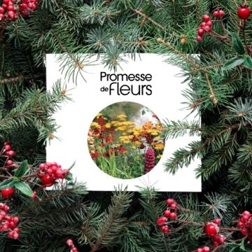 Carta regalo Carta regalo