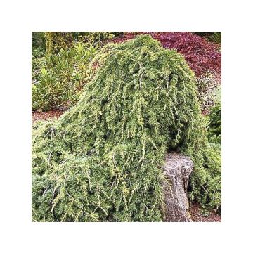 Cedrus libani subsp. atlantica Sargentii - Cedro del Libano