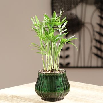 Chamaedorea elegans - Palma della fortuna