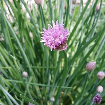 Erba cipollina Bio - Aglio ungherese