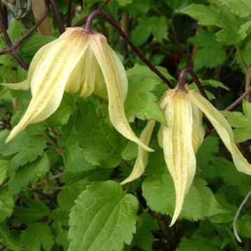 Clematis Love Child - Clematide