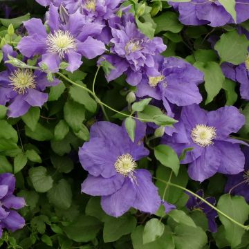 Clematis Chevalier - Clematide