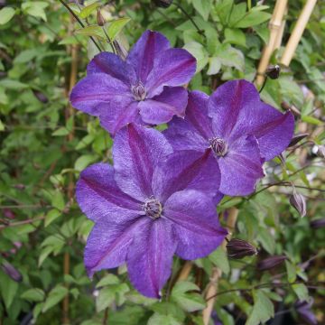 Clematis Supernight - Clematide