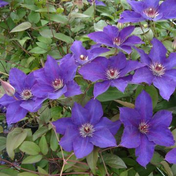 Clematis The President - Clematide
