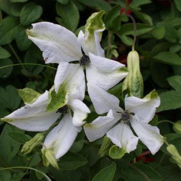 Clematis viticella Alba Luxurians - Clematide