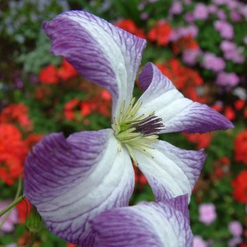 Clematis viticella I am Lady J - Clematide