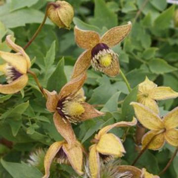 Clematis tangutica Tibetan Mix - Clematide