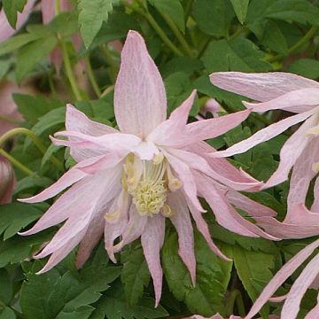 Clematis Country Rose - Clematide