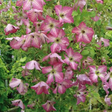 Clematis viticella I am Happy - Clematide