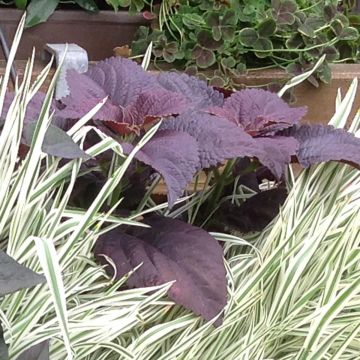 Coleus Black Prince - Coleo