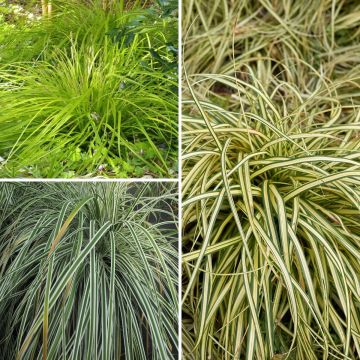Collezione 3 Carex EverColor