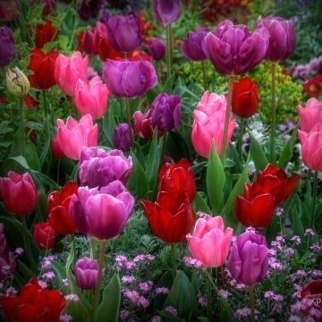 Collezione di 30 Tulipani Semplici Precoci