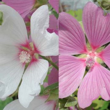 Collezione Lavatera