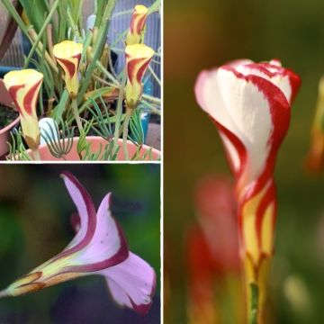 Acetosella per la casa o acetosella di primavera Acetosella per la casa o acetosella di primavera