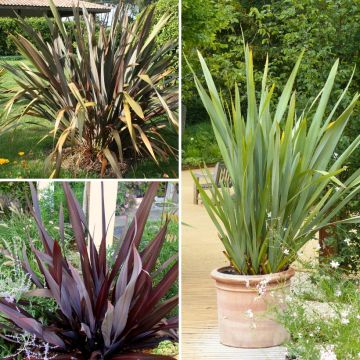 Collezione di Phormium per aiuole esotiche