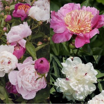 Collezione 3 Peonie romantiche