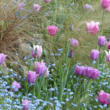 Collezione Tulipani Voile de Parme