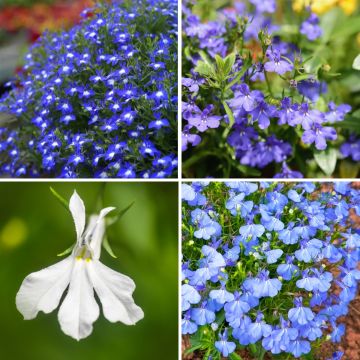 Collezione Cascata di Lobelia