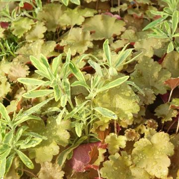 Composizione Hidden Treasure - composizione di 3 piante Composizione Hidden Treasure - composizione di 3 piante