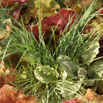 Composizione Sunkissed - composizione di 4 piante Composizione Sunkissed - composizione di 4 piante