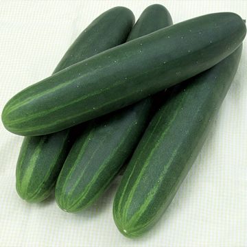 Cetriolo Sonja F1 Bio (piante)