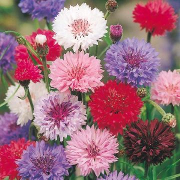 Centaurea cyanus Polka Dot Mix - Fiordaliso vero