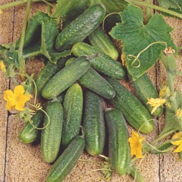 Cetriolino per sottaceto Hokus