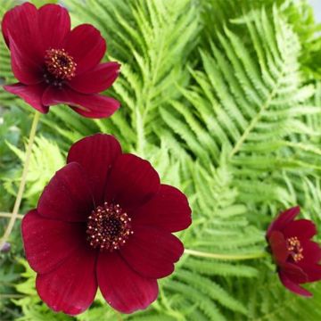 Fior di cioccolato - Cosmos atrosanguineus