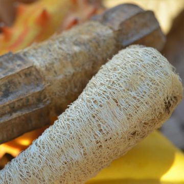 Luffa cylindrica Bio - Ferme de Sainte Marthe - Girasole