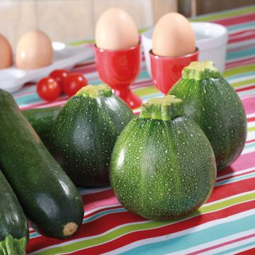 Zucchino tondo chiaro di Nizza (piante)