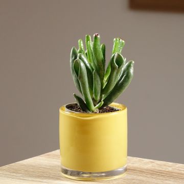 Crassula ovata Gollum (Coral) - Albero di giada
