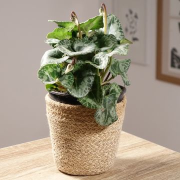 Ciclamino persiano bianco