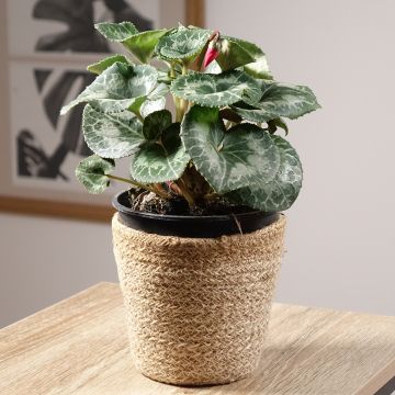 Ciclamino persiano rosso