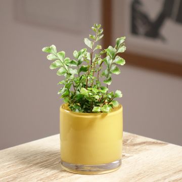 Didymochlaena truncatula - Felce