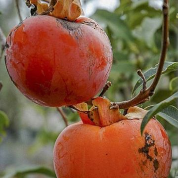 Cachi Cioccolatino Cachi Cioccolatino