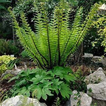 Dryopteris crassirhizoma