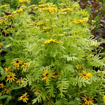 Tanacetum vulgare Isla Gold - Erba-amara selvatica