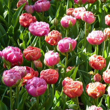 Duo di Tulipani Amazing Grace & Copper Image