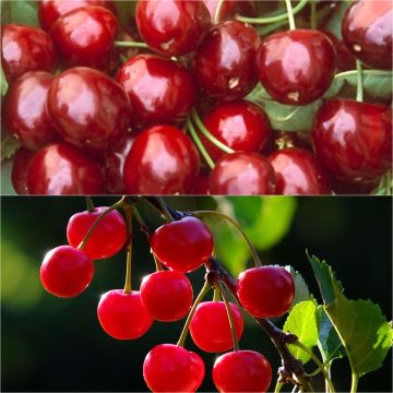 Duo impollinatore di ciliegi a mezza asta per grandi spazi