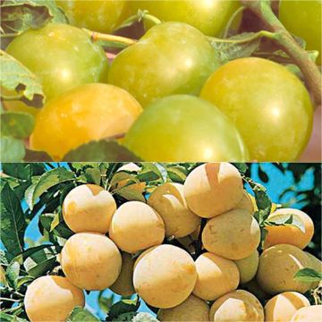 Duo impollinatore di prugne regine claudia colorate in vaso