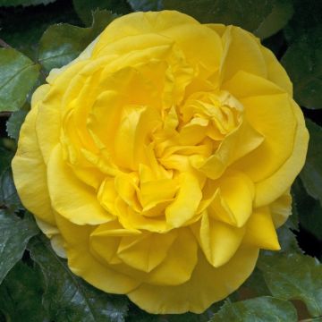 Rosa Pacific Sunset