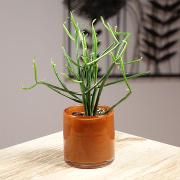 Euphorbia tirucalli - Albero delle Matite