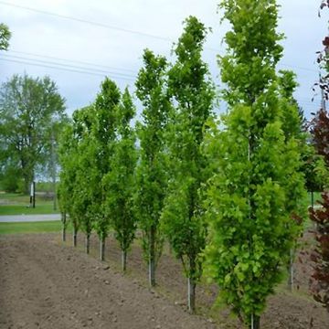 Fagus sylvatica Dawyck - Faggio fastigiato
