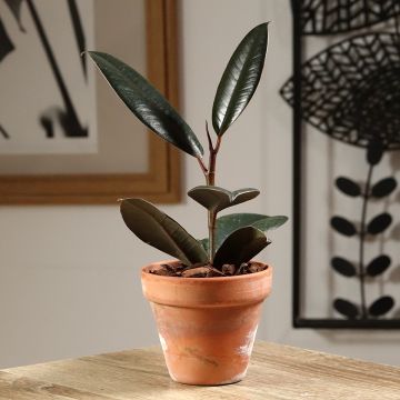 Ficus Abidjan - Ficus elastica