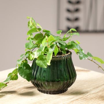 Ficus pumila Arina - Fico rampicante Ficus pumila Arina - Fico rampicante