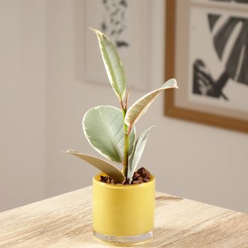 Ficus Tineke 