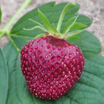 Fragola Cherry Berry